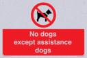 no-dogs-except-assistance-dogs~